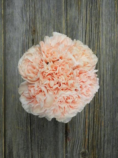 NOVIA PEACH CARNATIONS